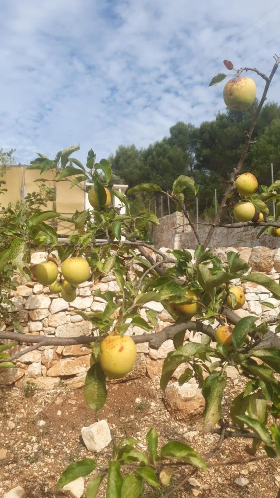 Trulli Vittoria Villa Fasano Bagian luar foto
